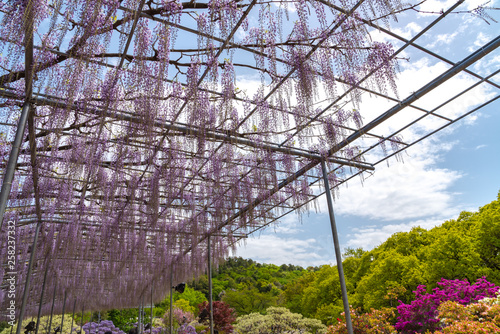full bloom of Purple pink Wisteria blossom trees trellis in springtime sunny day