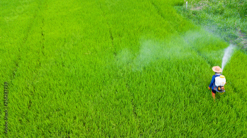 Farmer activity with knapsack sprayer is spray Insecticide into fresh rice farm. Abstract of green and chemical protection.