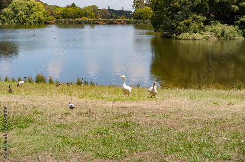 Water fowl birds near the lake landscape