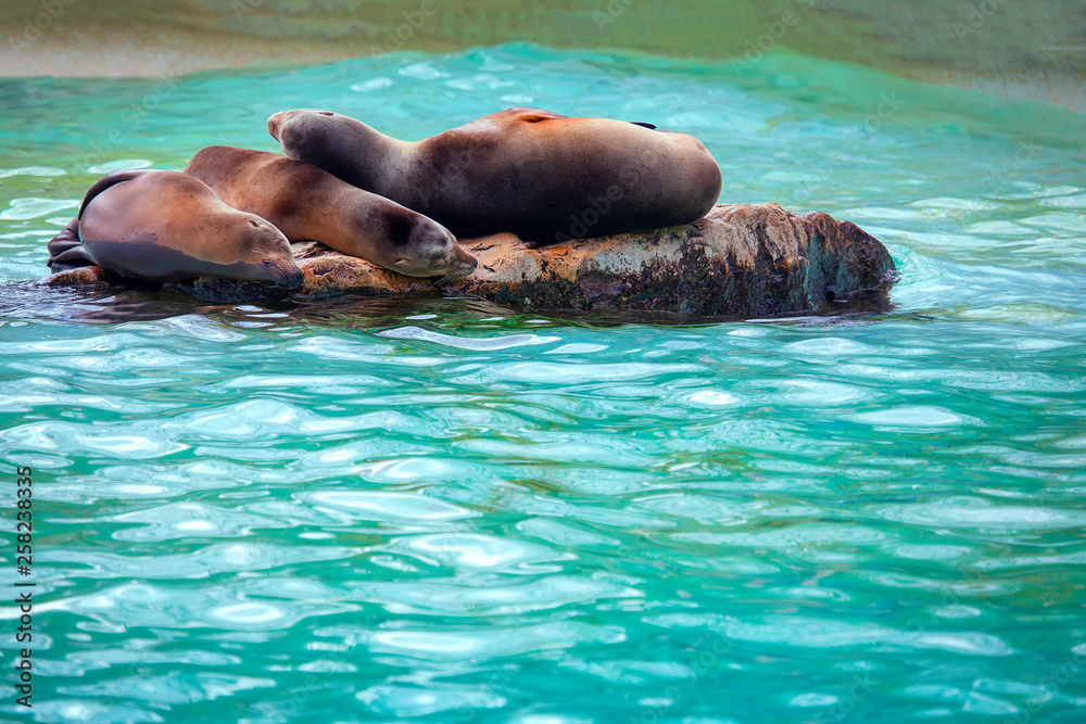 Fototapeta premium seals sleeping on the big rock in water 