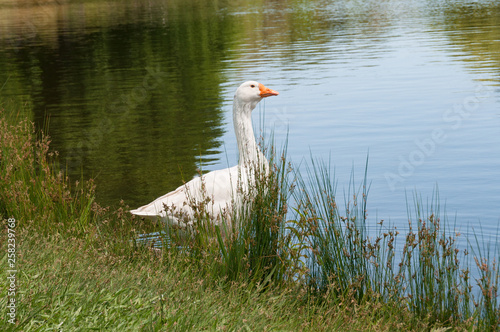White goose standing in the tall grass near the water