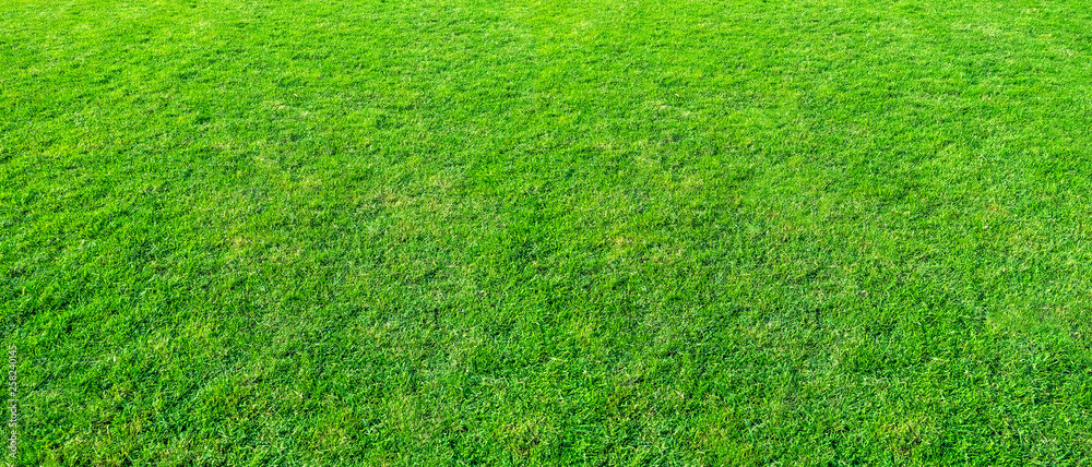 Landscape of grass field in green public park use as natural background or backdrop. Green grass texture from a field. Landscape of grass field in green public park use as natural background or backdrop. Green grass texture from a field.