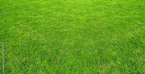 Landscape of grass field in green public park use as natural background or backdrop. Green grass texture from a field.