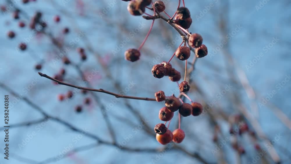 light autumn breeze waves small frozen paradise apples on thin tree branch on sunny day close view against blue sky light autumn breeze waves small frozen paradise apples on thin tree branch on sunny day close view against blue sky