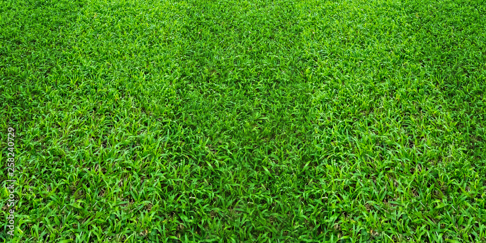 Fototapeta premium Green grass field pattern background for soccer and football sports. Green lawn texture background.