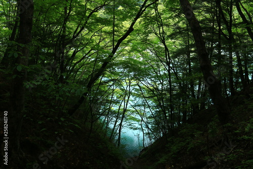 南アルプス光岳（てかりだけ）への道　畑薙湖と畑薙大吊り橋 photo