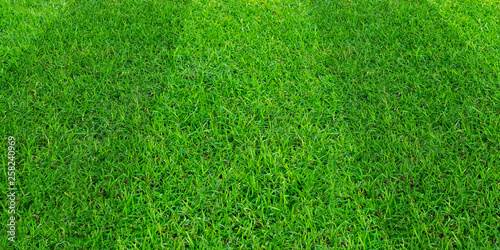 Green grass field pattern background for soccer and football sports. Green lawn texture background.