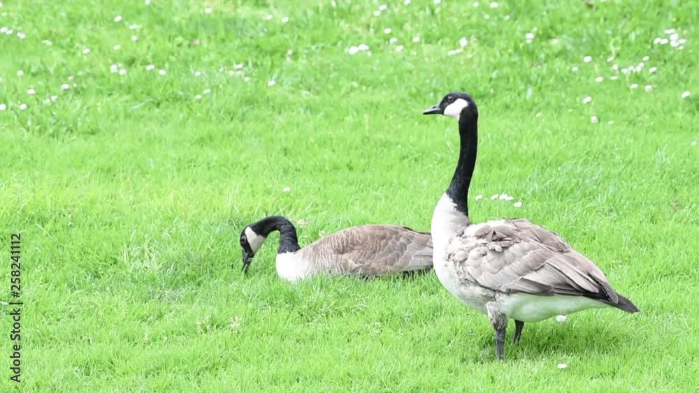 HD Video of two adult Canada Geese eating grass in a local park. Canada geese can establish breeding colonies in urban and cultivated areas, which provide food and few natural predators HD Video of two adult Canada Geese eating grass in a local park. Canada geese can establish breeding colonies in urban and cultivated areas, which provide food and few natural predators