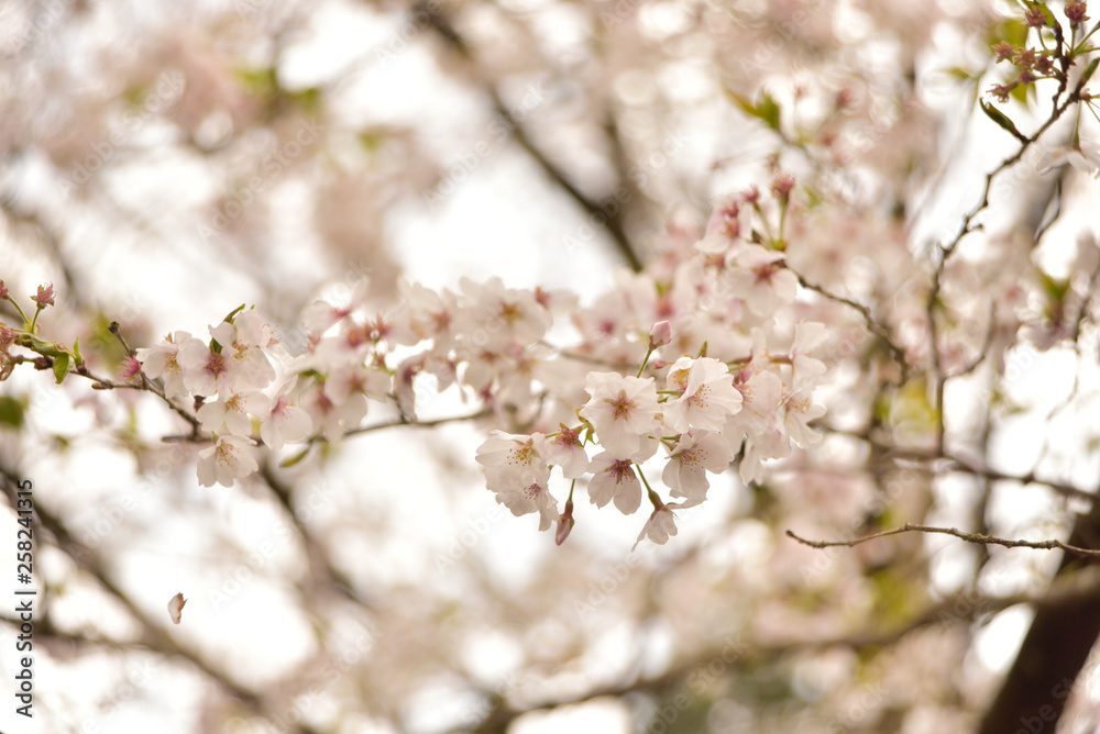 満開の桜 満開の桜
