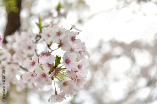 満開の桜 © ryo0903