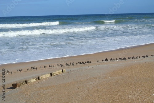 Birds on a sunny beach