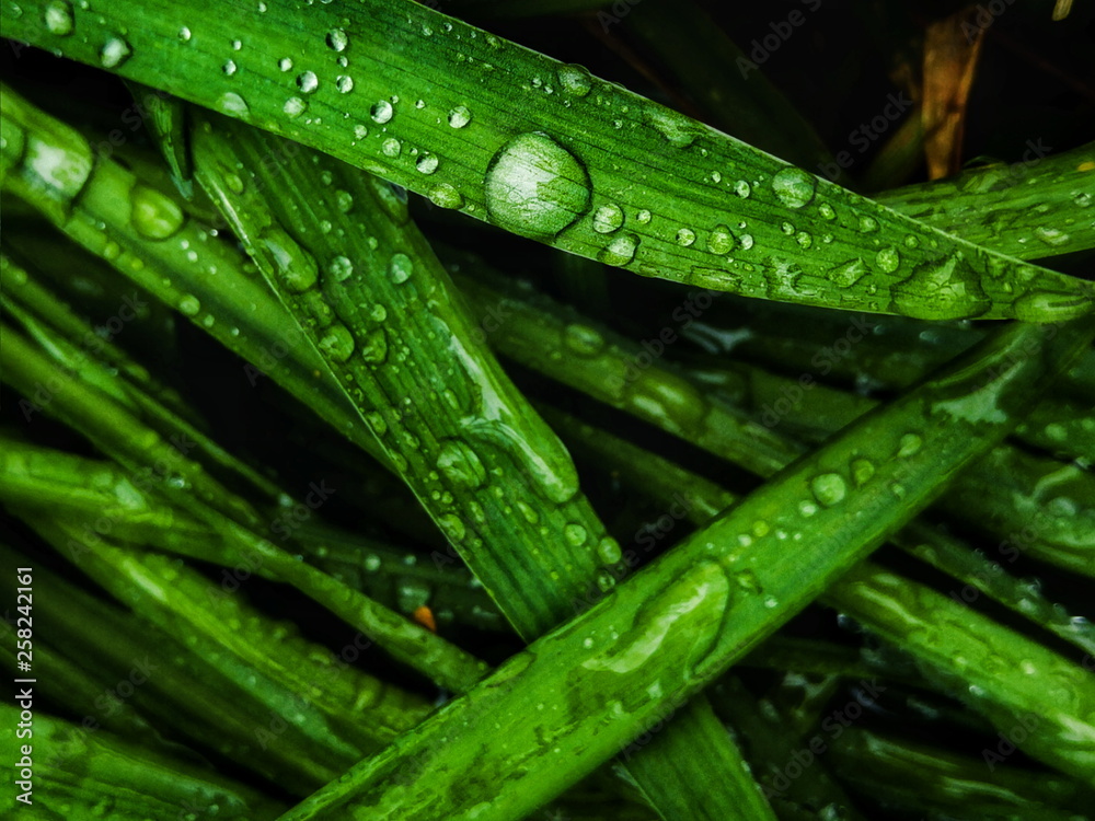 Water Drops on Plant Leaves After the Rains Water Drops on Plant Leaves After the Rains