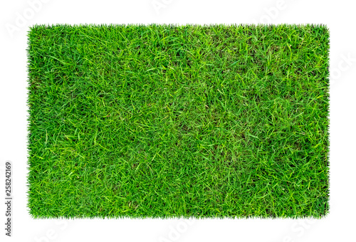 Green grass. Natural texture background. Fresh spring green grass. isolated on white background