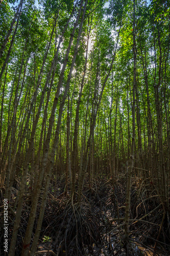The forest mangrove in Chanthaburi Thailand.