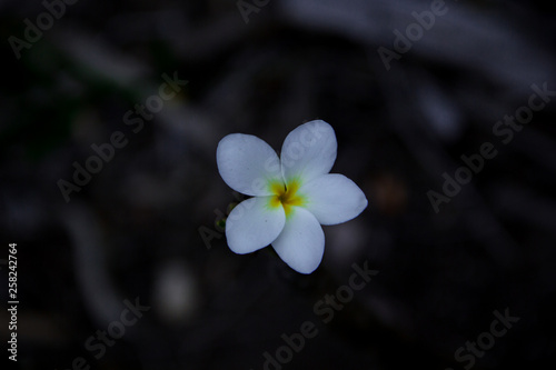 Small flower photographed in the altitude fields of Igatu, in the Chapada Diamantina. photo