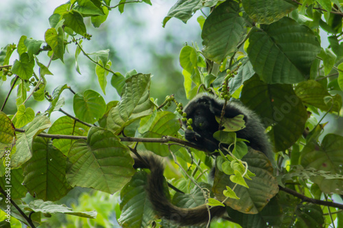 A monkey feeds on fruit in the woods on the banks of the Marimbus river, in Lençóis, in the Chapada Diamantina, Bahia, Brazil.