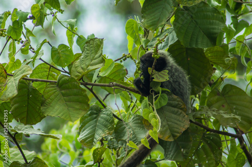 A monkey feeds on fruit in the woods on the banks of the Marimbus river, in Lençóis, in the Chapada Diamantina, Bahia, Brazil.