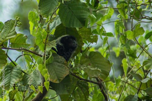 A monkey feeds on fruit in the woods on the banks of the Marimbus river, in Lençóis, in the Chapada Diamantina, Bahia, Brazil.