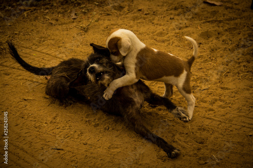 Street dogs playing on the dirt floor in Três Marias, Minas Gerais, Brazil.