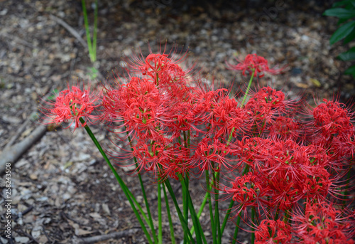 Red spider lily-31