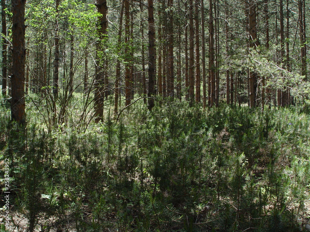 Amazing views of trees in the forests of Turkeys Mountains Amazing views of trees in the forests of Turkeys Mountains