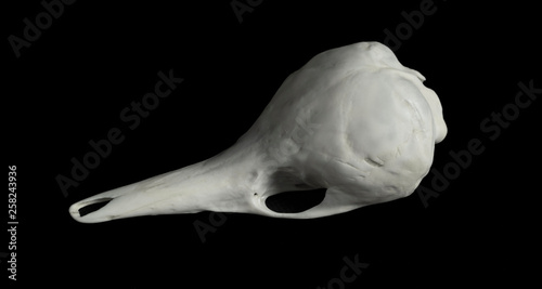 Photos echidna skull