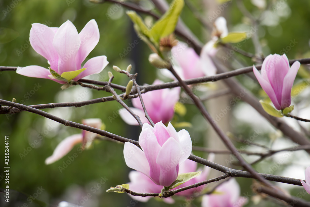 Obraz premium ピンク紫色のモクレンの花