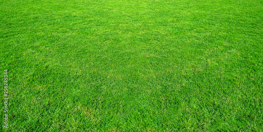 Landscape of grass field in green public park use as natural background or backdrop. Green grass texture from a field. Landscape of grass field in green public park use as natural background or backdrop. Green grass texture from a field.
