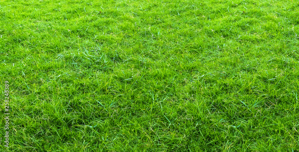 Landscape of grass field in green public park use as natural background or backdrop. Green grass texture from a field. Landscape of grass field in green public park use as natural background or backdrop. Green grass texture from a field.