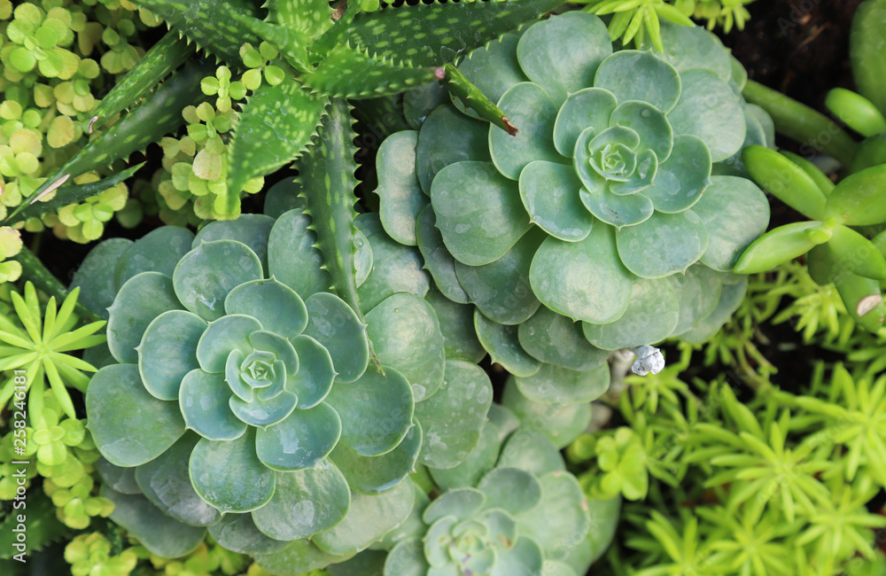 Closeup of green crassula plant, succulent plant and other kinds of plant on green vertical garden under sunlight of bright sunny day. Closeup of green crassula plant, succulent plant and other kinds of plant on green vertical garden under sunlight of bright sunny day.