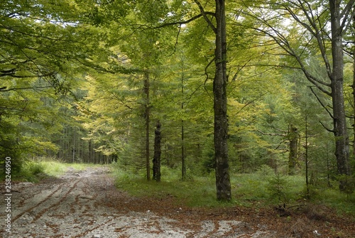 Amazing views of trees in the forests of Turkeys Mountains