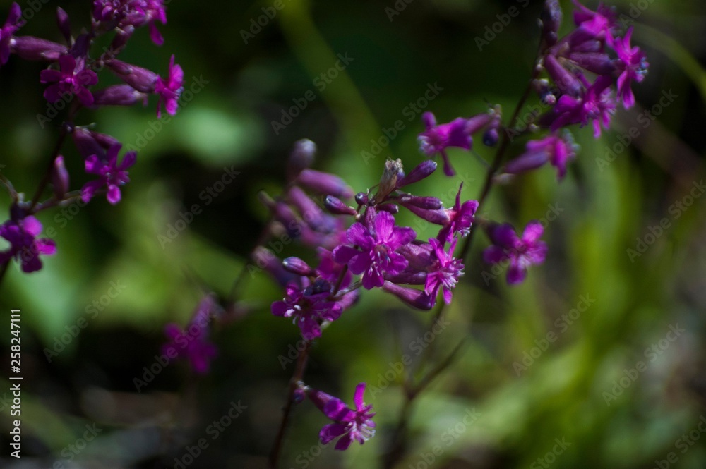 purple flowers on the field purple flowers on the field