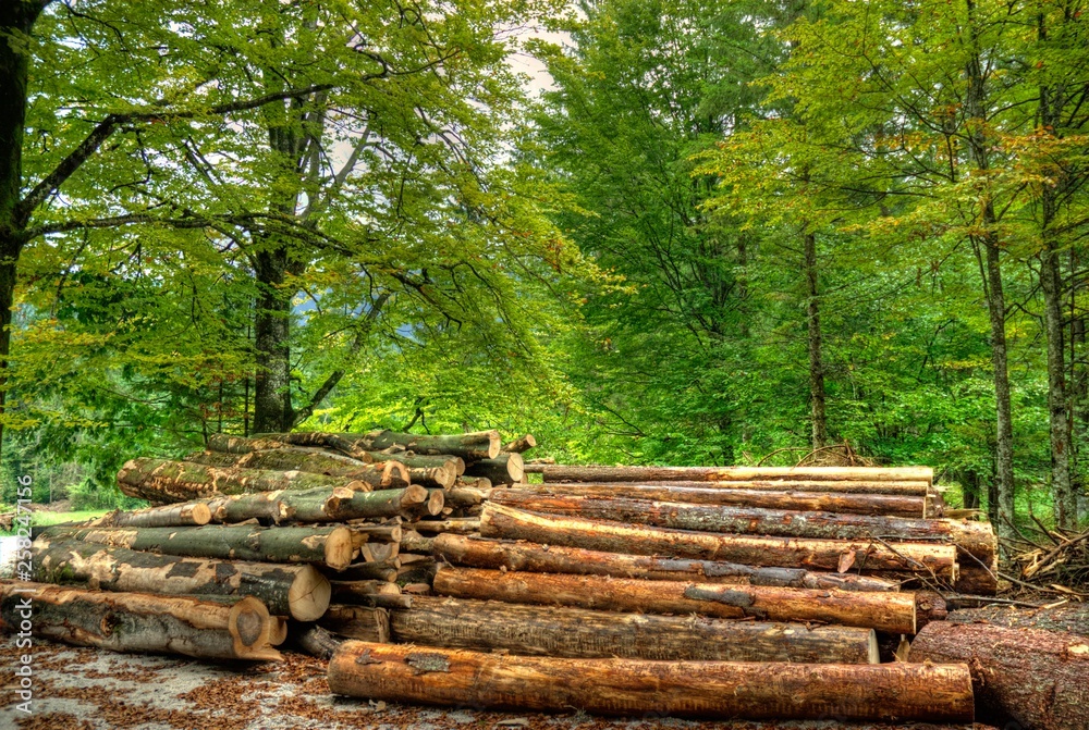 Amazing views of trees in the forests of Turkeys Mountains