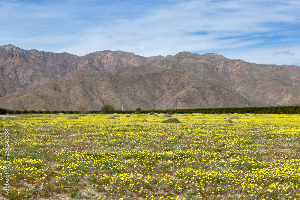 Wild flowes growing in Anza Borrego Desert State Park, California