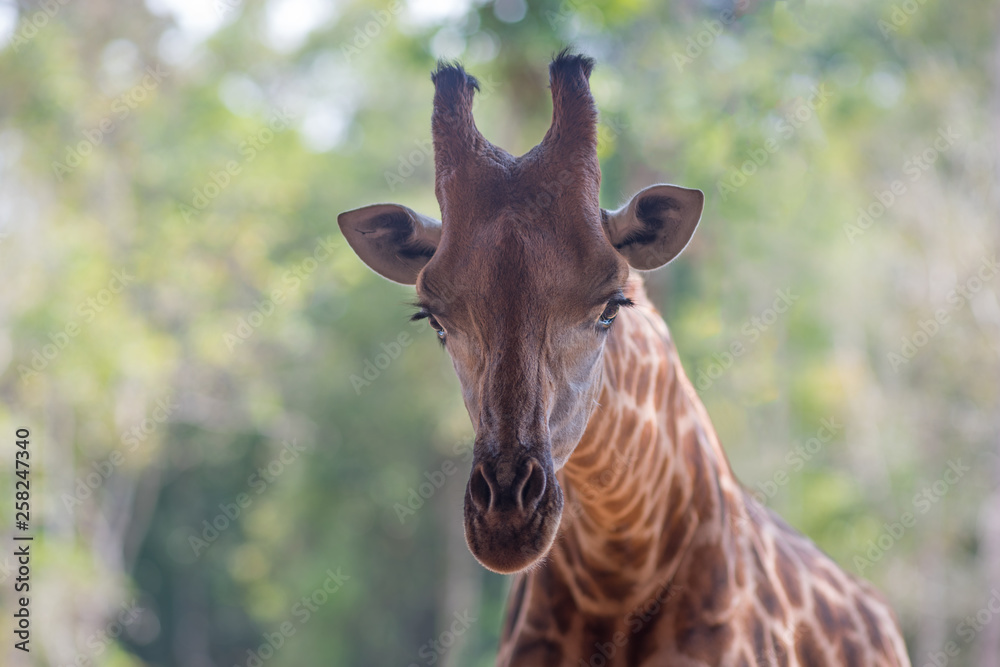 Portrait of an African giraffe. Head closeup on a natural blurred background. Portrait of an African giraffe. Head closeup on a natural blurred background.
