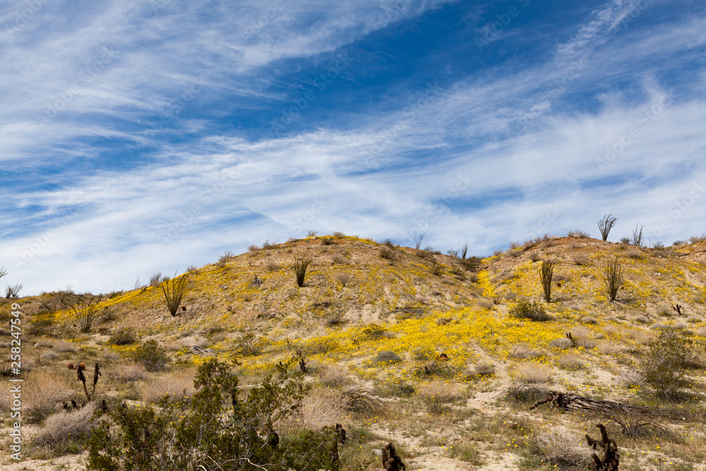 Desert landscape with blooming wild flowers in Anza Borrego Desert State Park, California Desert landscape with blooming wild flowers in Anza Borrego Desert State Park, California