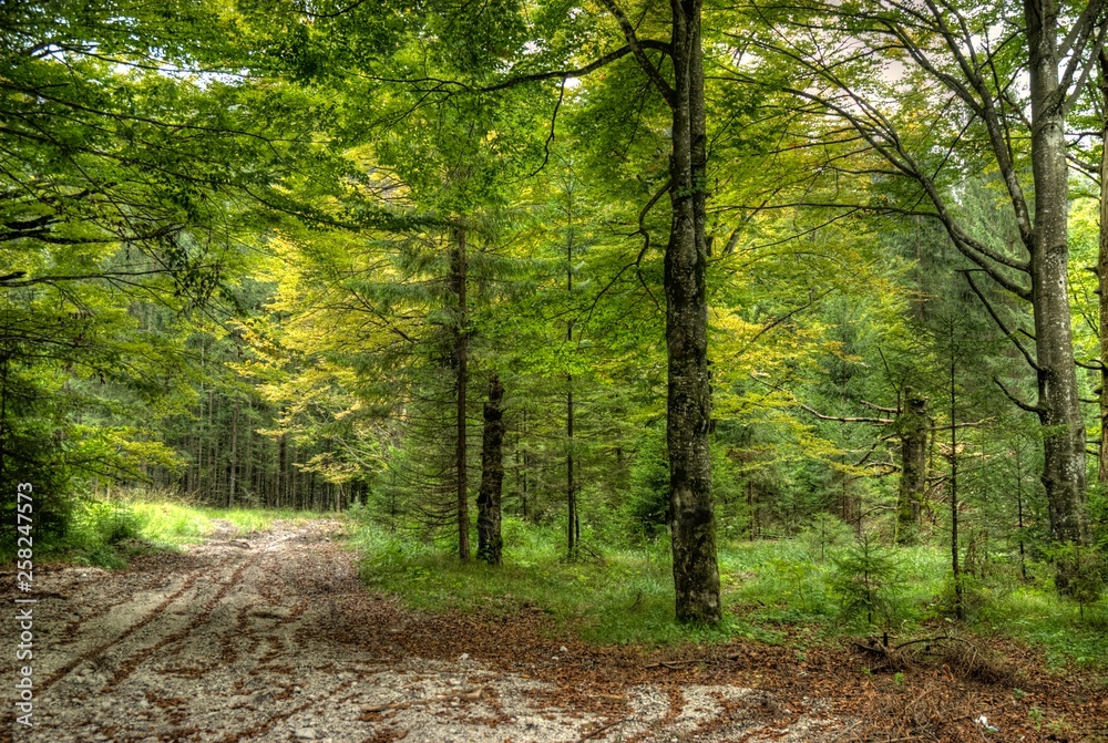 Amazing views of trees in the forests of Turkeys Mountains