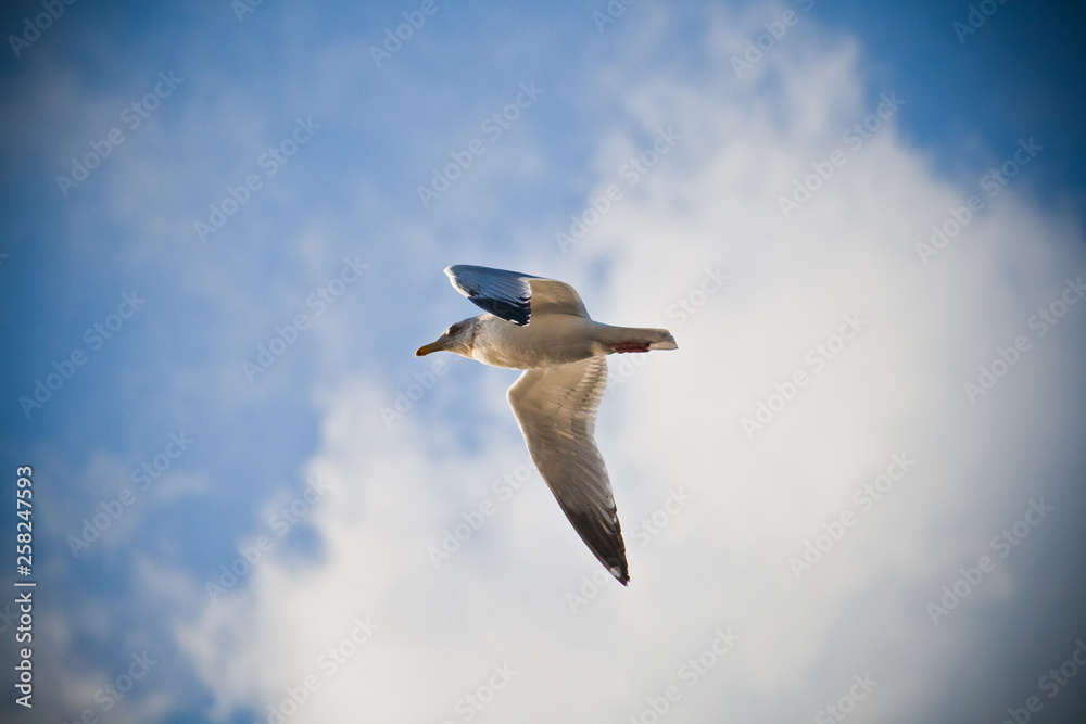 Fototapeta premium Seagull Flight