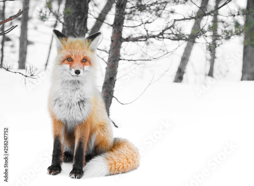 wild red fox in winter forest