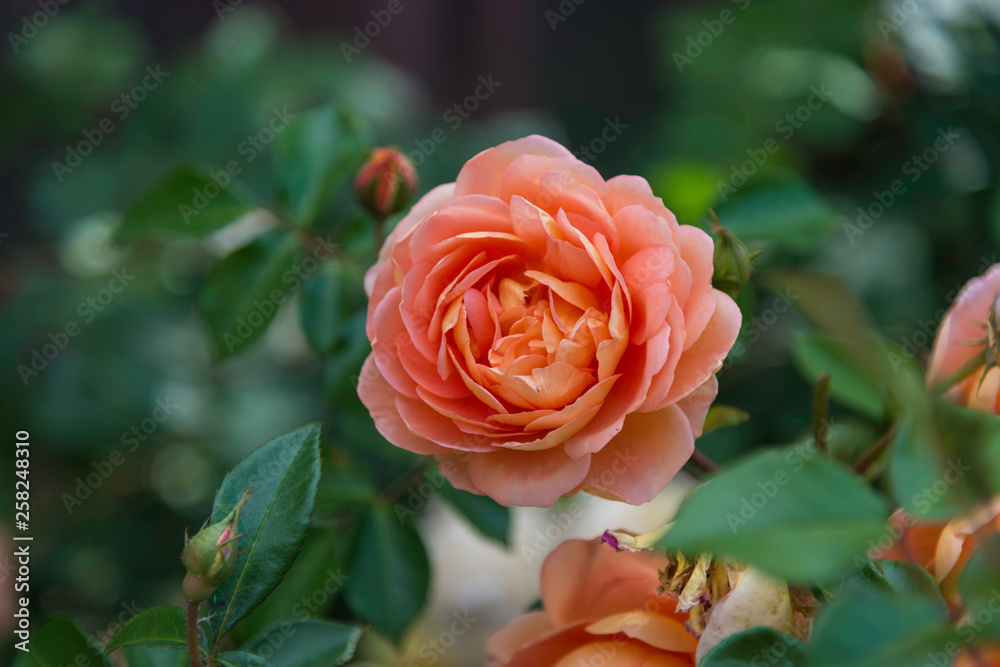 Rose flowers Rose flowers