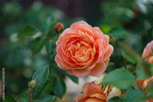 Rose flowers © VietDung