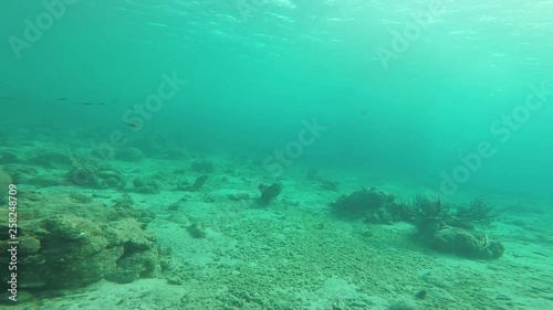 Scuba diving - Coral Reef - Underwater life
