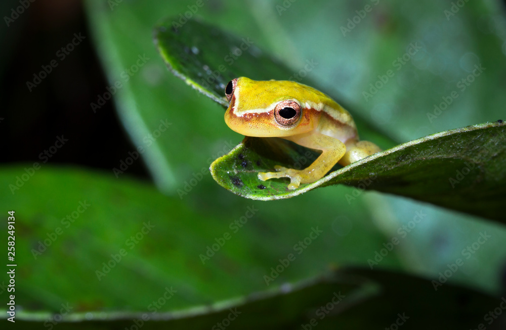 A painted treefrog (Hyla picta) rests on a leaf at night in Belize. A painted treefrog (Hyla picta) rests on a leaf at night in Belize.