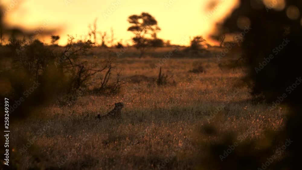 Cheetah looking around then standing up and leaving Cheetah looking around then standing up and leaving