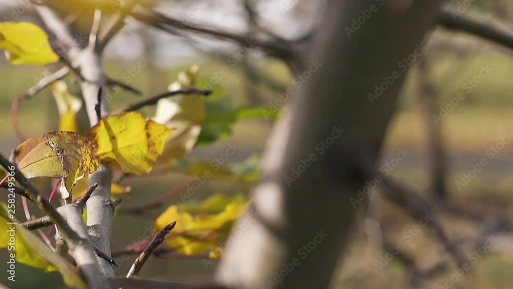 closeup small colofrul leaves tremble slowly in light breeze on long dark tree branch against blurry background closeup small colofrul leaves tremble slowly in light breeze on long dark tree branch against blurry background
