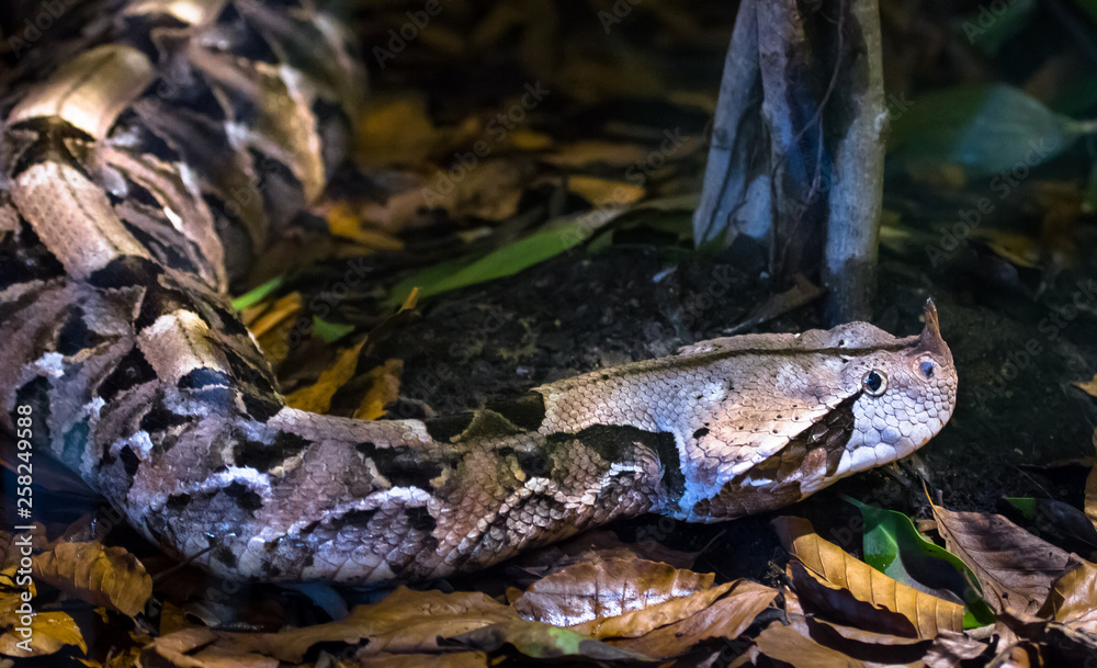 Fototapeta premium An adult Gaboon viper (Bitis gabonica), a venomous snake with the longest fangs of any snake, rests on a bed of leaves.
