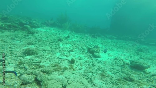 The Underwater Life: Scuba Diving