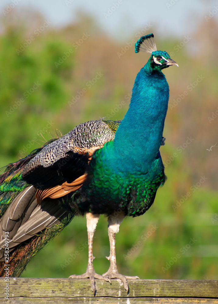 Obraz premium Peacock Pride