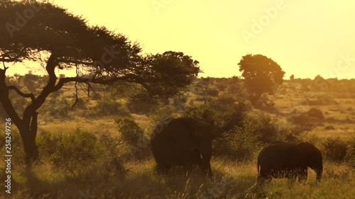 An adult and young elephant eating