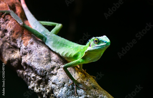 A Chinese water dragon (Physignathus cocincinus) rests on a tree branch in a dark forest.